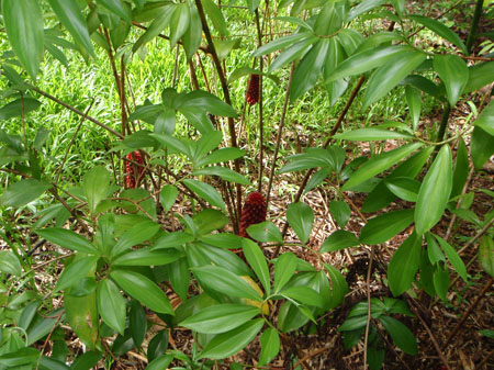 images_004