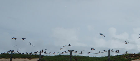 images_015
