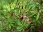 images_004