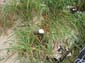 images_009
